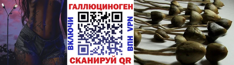 Купить где  Новоалександровск  Галлюциногенные грибы GOLDEN TEACHER 